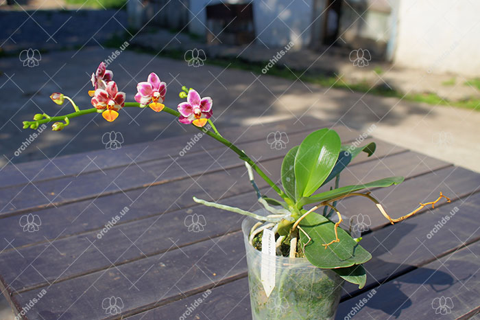 Phalaenopsis Liu's Little Tortoise-shell Cat (Chiada Stacy x lobbii).jpg