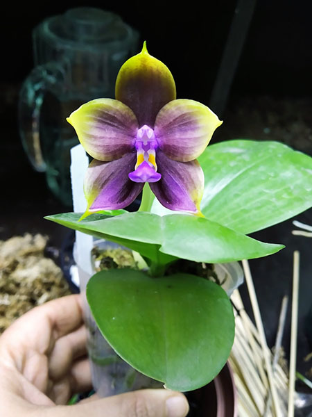 Phalaenopsis Mituo Reflex Dragon 'Bloodshot' x Mituo Princess 'Blue #9'.jpg