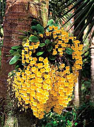 должен так цвести