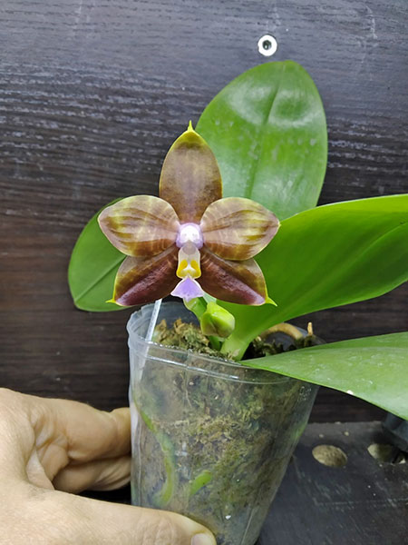 Phalaenopsis Mituo Reflex Dragon 'Bloodshot' x Mituo Princess 'Blue #9' (select #2).jpg