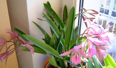 BC Maikai Mayumi.jpg