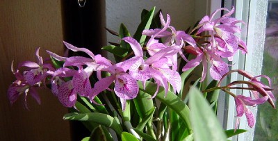 BC Maikai Mayumi2.jpg