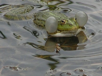 Что-то Адиноко Адному, хАчу Дэвушку...