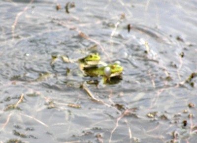 финита ля комедиа