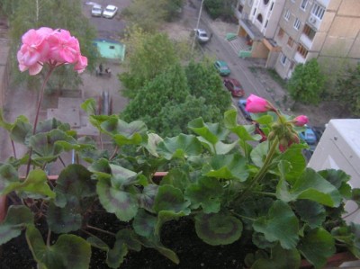 пеларгония