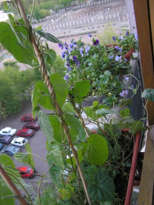 Вьюнок, виола и чуток эшольции