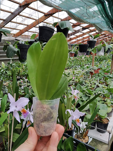 Phalaenopsis Ld's Bear King 'Marley'.jpg