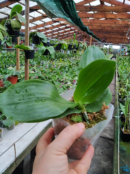 Phalaenopsis Yaphon Love Song (Yaphon Lover x Mituo Golden Tiger 'White Tiger').jpg