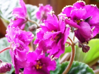 Лесная магия-спорт, но с зеленой рюшей