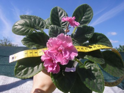 Фотаю ее в последний раз, сегодня она покинет меня...ЕК-Татьяна