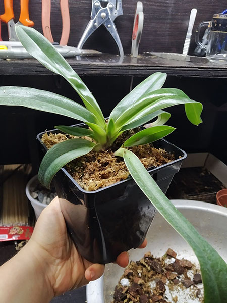 Paphiopedilum tranlienianum.jpg