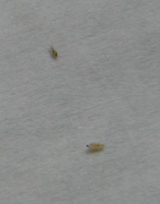 А это я так поняла их личинки???