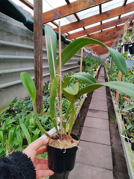 Cattleya jenmanii 'Boliva' x Cattleya jenmanii rubra 'Serra Negra'.jpg