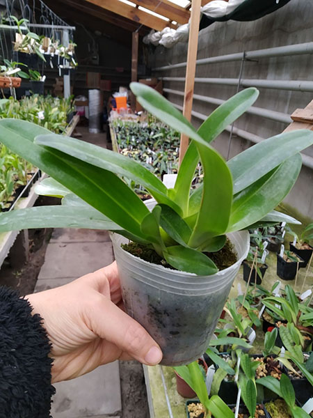 Paphiopedilum philippinense var roebelenii album.jpg