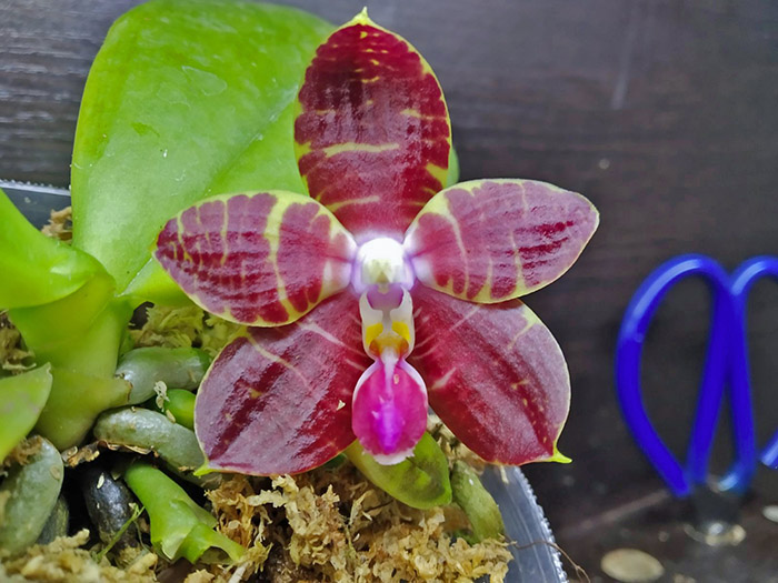 Phalaenopsis Yaphon Nicegirl x Zheng Min Tyrannosaurus.jpg
