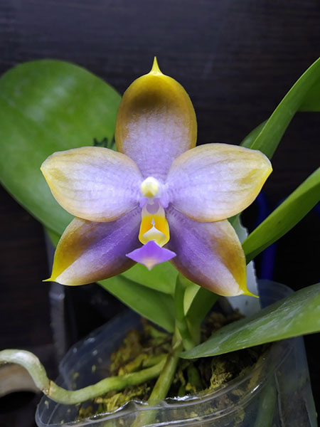 Phalaenopsis Mituo Reflex Dragon x LD Purple 3S.jpg