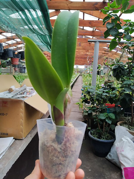 Brassolaeliocattleya Chia Lin 'New City' (Oconee x Maitland).jpg