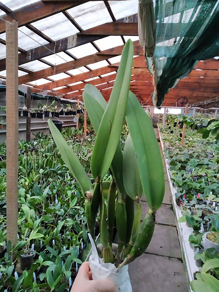 Cattleya Amazone Coerulea.jpg