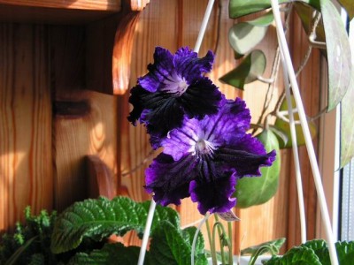 moonlight velvet.jpg