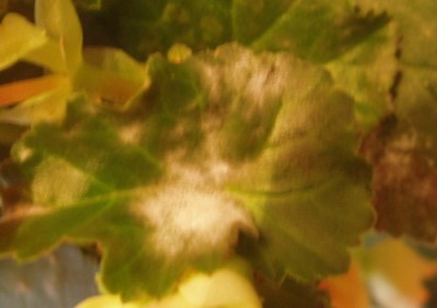 Белый (как плесень) налет на листьях