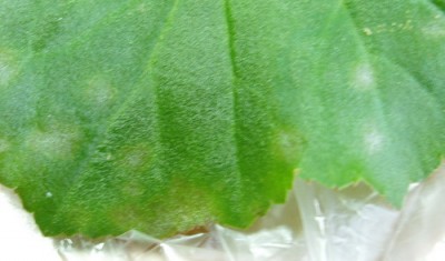 если убрать налет, такого вида листок