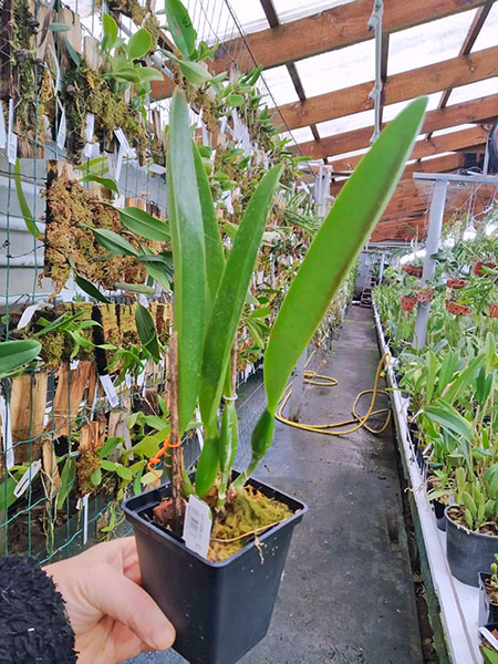 Cattleya trianae 'Mooreana'.jpg