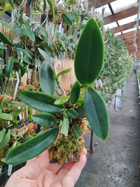 Cattleya aclandiae lilacina 'Mercedita' x aclandiae nigrescens 'Mae Preta'.jpg