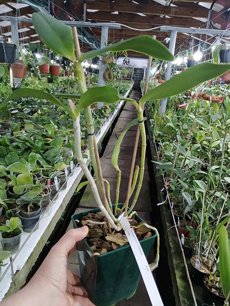 Cattleya schofieldiana 'GU' x Cattleya schofieldiana 'Jubarte'.jpg