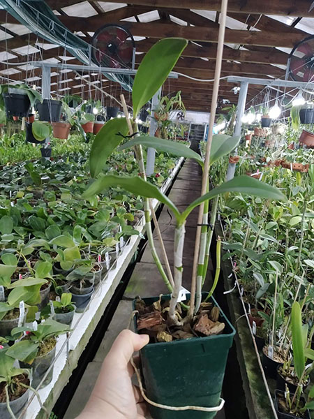 Cattleya schofieldiana 'Caioaba' (ES) x schofieldiana 'Sta Leopoldina' (ES).jpg