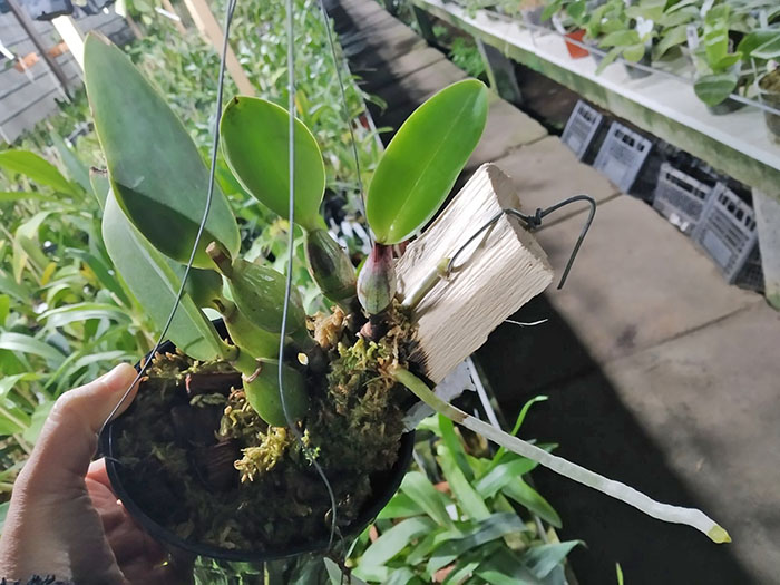 Cattleya walkeriana tipo 'Dayane Wenzel' x '2001'.jpg