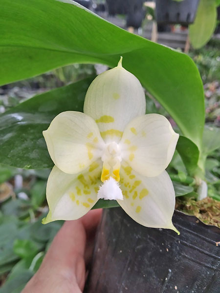 Phalaenopsis Mituo Golden Tiger White Tiger x Yaphon Lover Yaphon (Yaphon Love Song).jpg