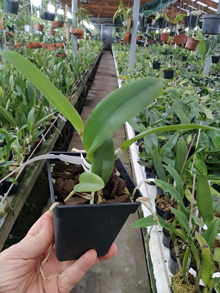 Cattleya percivaliana 'Summit -Mutant' x SELF.jpg