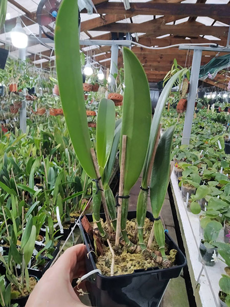 Cattleya eldorado ('Rainha Azul' x concolor).jpg