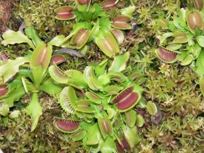 Уже целая семья выросла из одной средней розетки за 2 года.