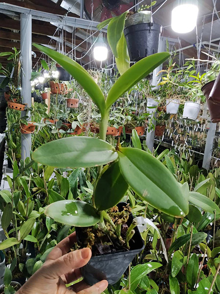 Cattleya amethystoglossa coerulea.jpg