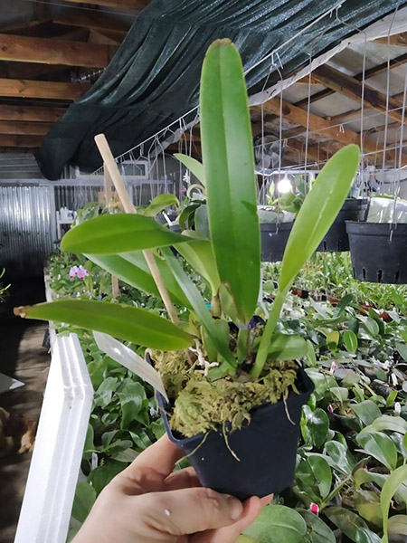 Cattleya quadricolor semi alba pincelada x self.jpg