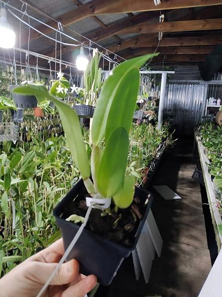 Cattleya quadricolor flamea 'All Star' x quadricolor 'AWZ'.jpg