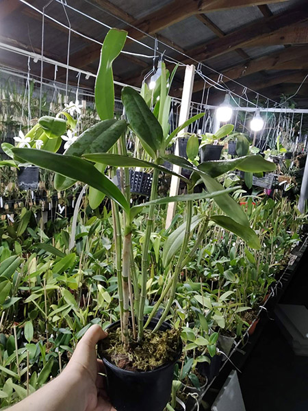 Cattleya harrisoniana var trilabelo.jpg