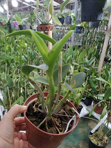 Cattleya intermedia orlata '061-Quadrado' x intermedia flamea 'Sander'.jpg