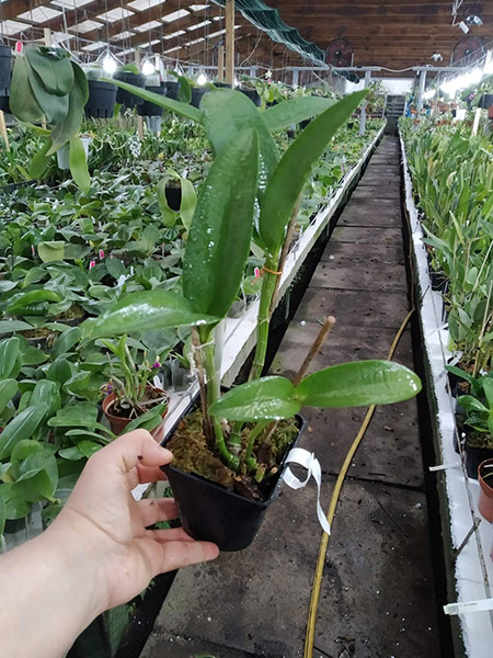 Cattleya leopoldii (lilacinea x 'Cetro Esmeralda').jpg