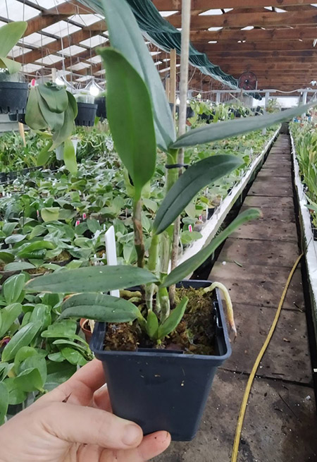 Cattleya leopoldii coerulea.jpg