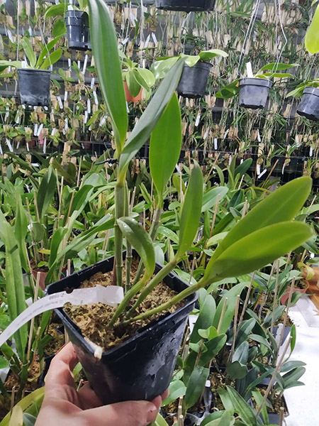 Cattleya leopoldii coerulea 'San Rafael' x SELF.jpg