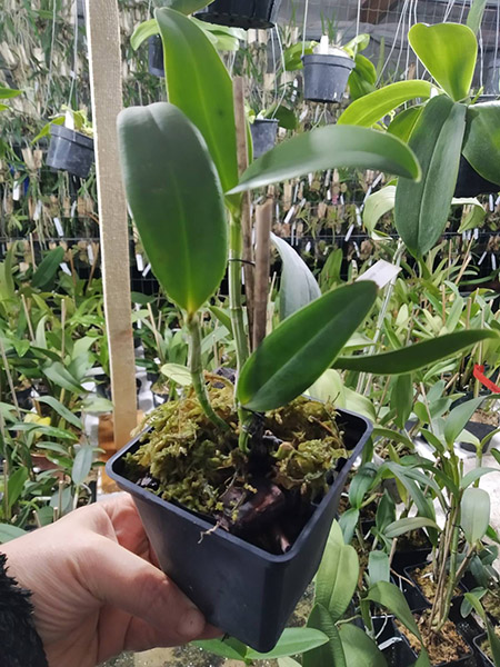 Cattleya leopoldii trilabelo ('Monte Verde' x 'AWZ').jpg