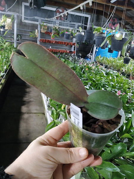 Phalaenopsis (philippinensis 'Kung Sir' x amabilis 'Sabah').jpg