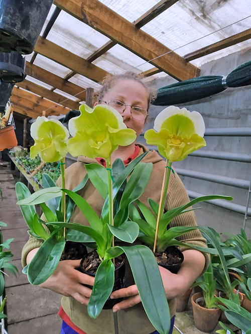 Paphiopedilum Sorcerer's Stone hybrid.jpg