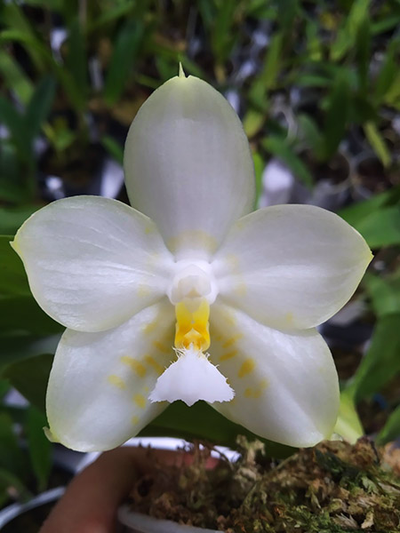 Phalaenopsis Mituo Golden Tiger White Tiger x Yaphon Lover Yaphon (Yaphon Love Song).jpg