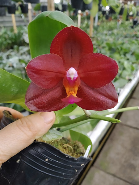 Phalaenopsis Mituo Sun King 'S-R-Spots'.jpg