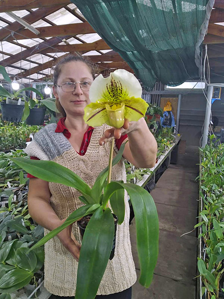 Paphiopedilum complex hybrid.jpg