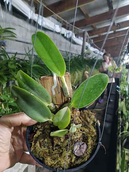 Cattleya walkeriana (aquini 'Sano' x aquini 'Gloriosa') x perola 'Maravilha'.jpg