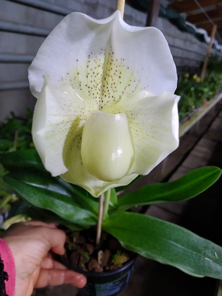 Paphiopedilum White Knight x Ice Age.jpg